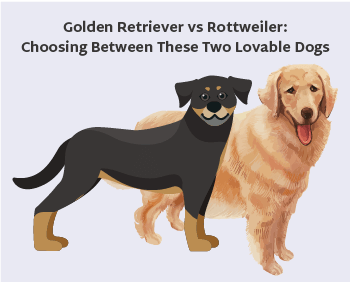 which dog is bigger rottweiler or golden retriever